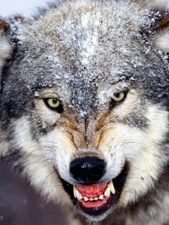 Angry_Wolf_240x320.jpg